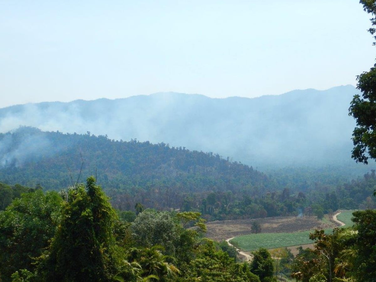 World Heritage Queensland Rainforest Burned For 10 Days And Almost No One Noticed Australia News The Guardian