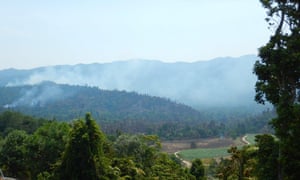rainforest in far north queensland
