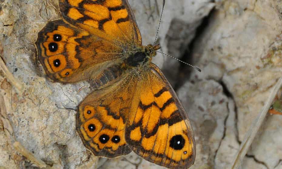 Wall brown butterfly (Lasiommata megera)