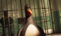 Flew the coop … Feathers McGraw, seen on his release from prison.