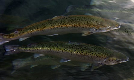 Salmon in Washington state. ‘There should be plenty for everyone. There used to be.’
