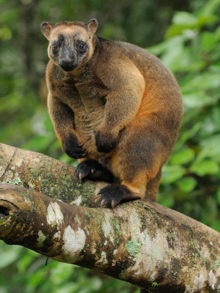 Jerry had told Hann about the tree kangaroo, but it was Norwegian ethnographer who claimed discovery of the animal.