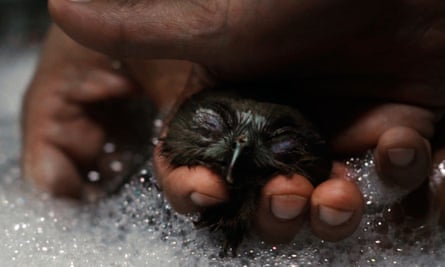 L'heure du bain… un cerf-volant tombé est nettoyé.