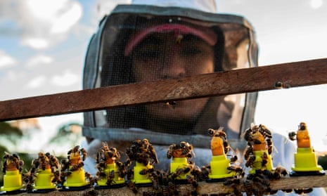 Beekeeper studying queen bees.