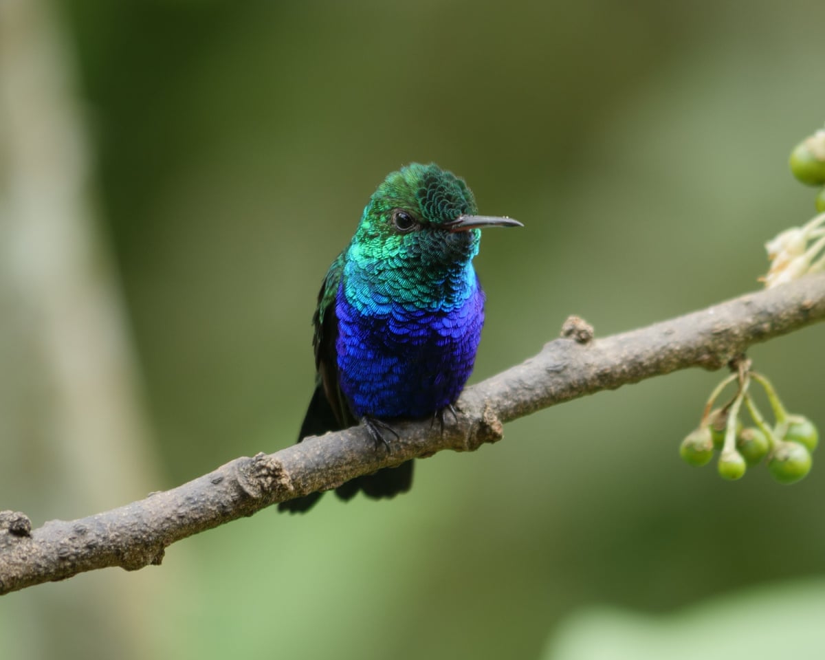 A violet bellied hummingbird in the Buenaventura reserve.
