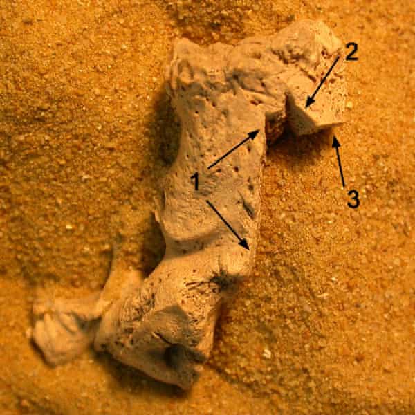 One of the excavated human bones with arrows indicating the cut marks.