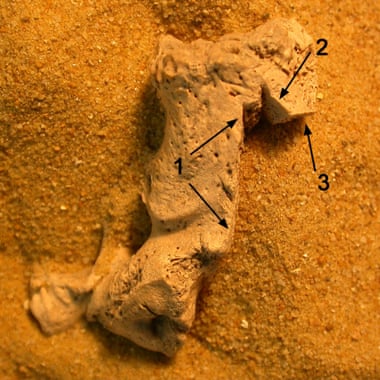 One of the excavated human bones with arrows indicating the cut marks.