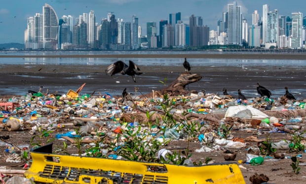Vultures survey waste at Costa del Este in Panama City.