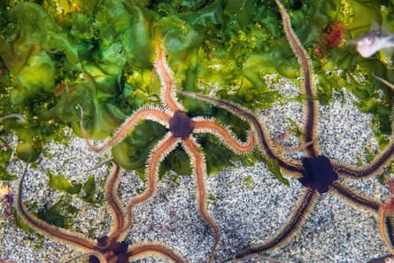 Three brittle stars in water on top of sand and green seaweed