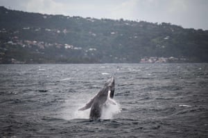 A humpback whale jumps off the coast of Les Saintes, in the French territory of Guadeloupe