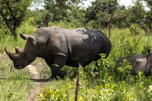 Rhinos roam at the Ziwa Rhino Sanctuary, northwest of Nakasongola, Uganda