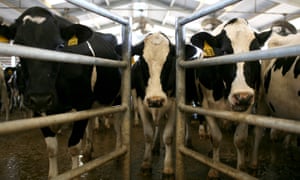 Dairy cows in California. Methane gas is 25 times more potent than carbon dioxide over a 100-year period, but the industry says it’s ‘nature’s design’ for cows to pass a lot of gas.