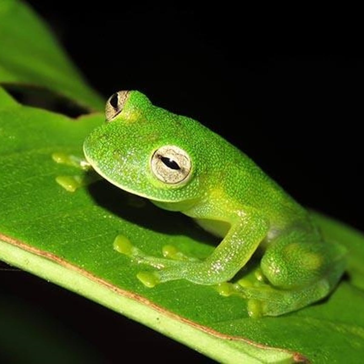 Why glass frogs have see-through skin becomes clear in study | Biology |  The Guardian