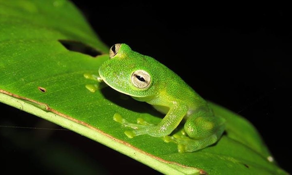 Why glass frogs have see-through skin becomes clear in study