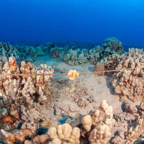 Coral growing on a fishing line