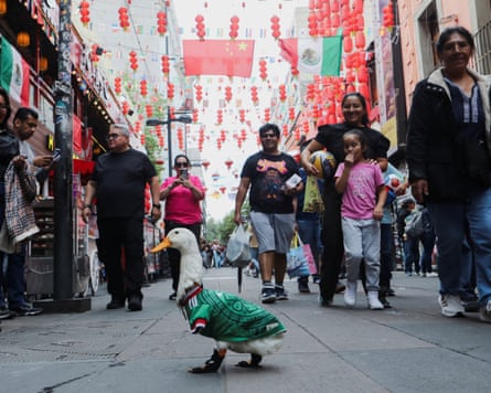 Merlin the duck turns heads in Mexico City.