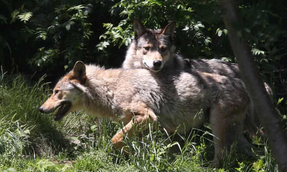 Livestock breeders in France have called for government action to tackle the problem of wolves killing their animals.