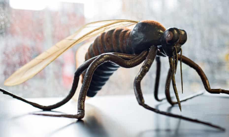 Press conference on mosquito research in Germanyepa05175479 The model of a mosquito (Culicidae) is pictured in a laboratory of the Bernhard Nocht Institute for Tropical Medicine in Hamburg, Germany, 22 February 2016. Due to the spread of Zika, Dengue and West Nile viruses, Germany is stepping up its research on mosquitos by funding the project ‘CuliFo’ (Culicidae-Forschung, lit. Culicidae research) at the Bernhard Nocht Institute with 2.2 million euros. EPA/CHRISTIAN CHARISIUS