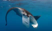 Mirrors have revealed something new about manta rays – and it reflects badly on us