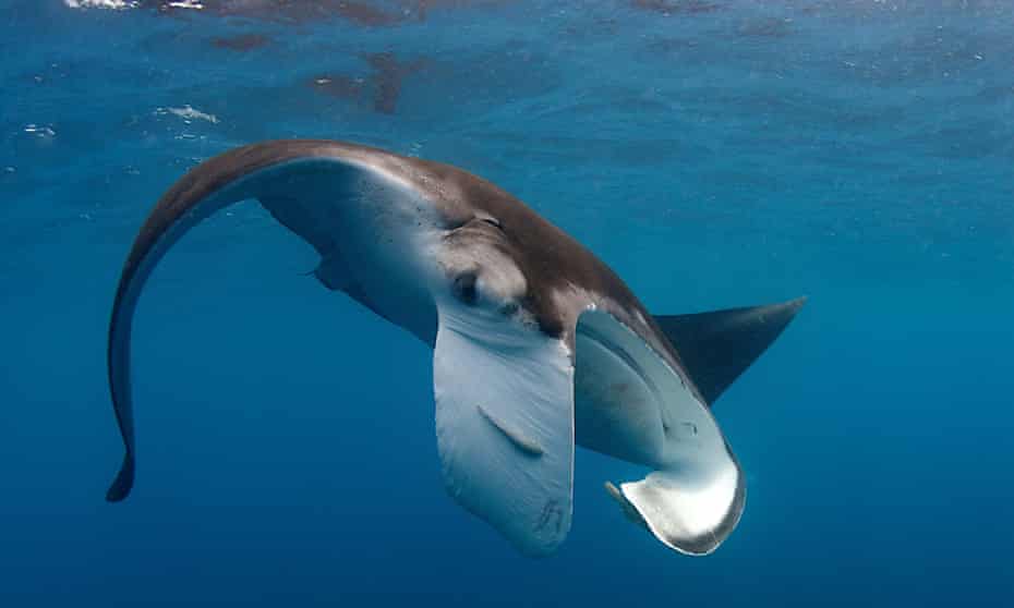 Manta rays pass the mirror self-recognition test developed as a way to determine whether a non-human animal has the ability to recognise themselves