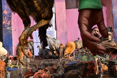 a human hand, and the legs of a chicken, are shown in tight closup opening on to a view of captive and free-ranging chickens behind them