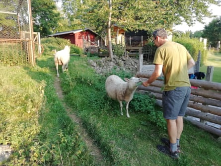 Befriending the sheep at the Lugnåsberget Ekohotell hostel.