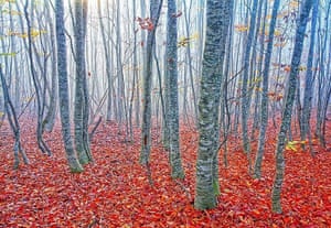 Autumn in a forest in Gilan province, Iran.