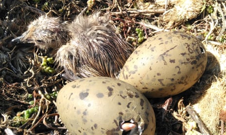Unhatched birds can warn others of danger by vibrating shells | Animal  behaviour | The Guardian
