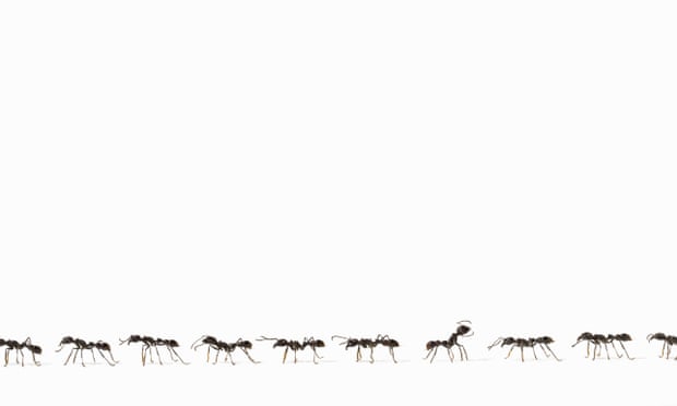 What Happened When My Flight Was Invaded By Ants Life And Style The Guardian