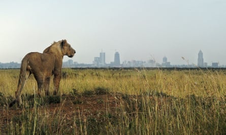 A young lion looks towards the city skyline in Nairobi national park