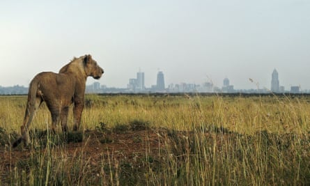 A young lion looks at the city skyline of Nairobi National Park