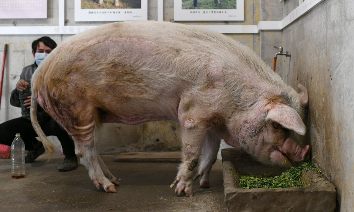 China mourns passing of acclaimed pig that survived 2008 quake | China | The Guardian