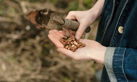 Sowing fava beans.