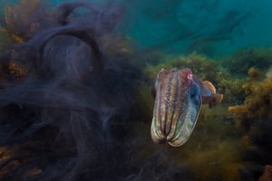 A male cuttlefish, still displaying its courting colours, is photographed next to the ink of two other males that had been fighting over a female