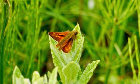 A large skipper butterfly.