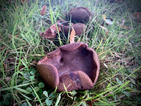 Penny bun bolete mushrooms in Brogyntyn Park, Shropshire. 