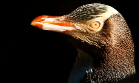 a hoiho, or yellow-eyed penguin