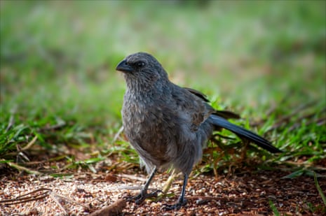 Apostlebird.
