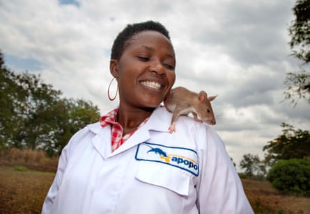 An Apopo staff member with a rat.