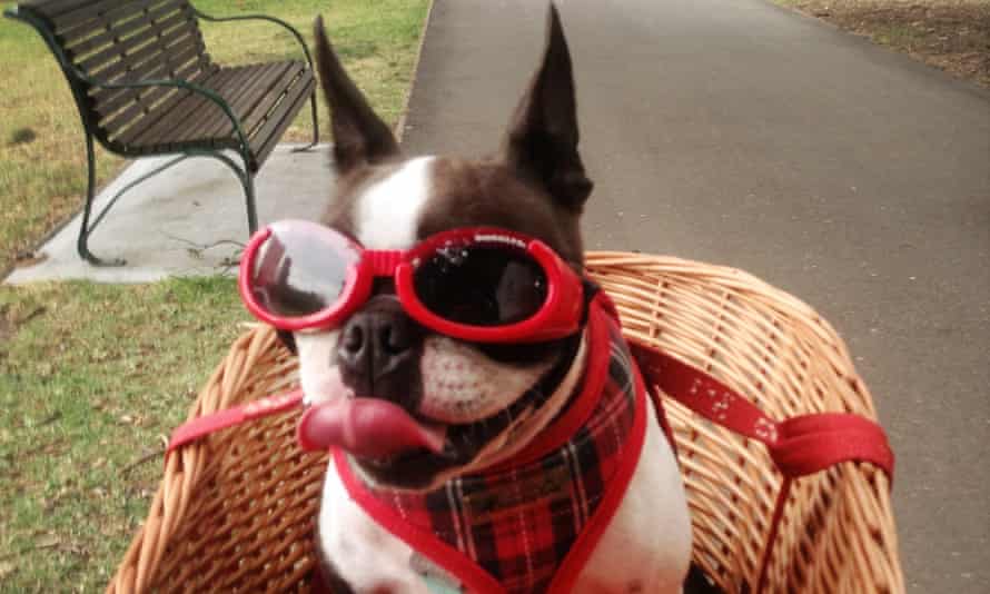 A photo of Myke Bartlett and his family's dog, Moxy, wearing her 'doggles'