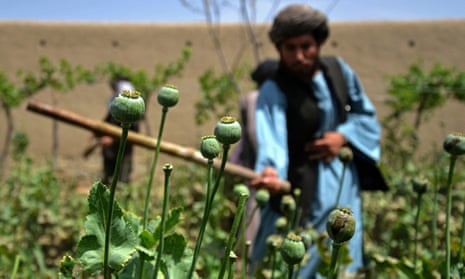 A man in a blue robe and black turban destroys opium poppies with a stick in a field in Kandahar, Afghanistan