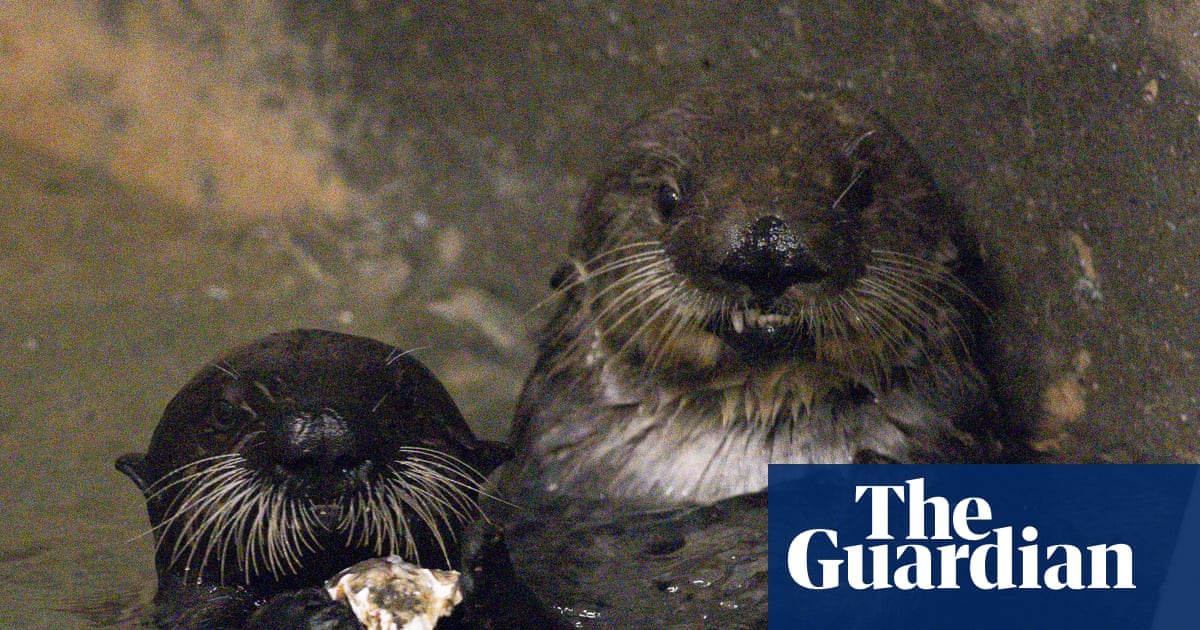 Mother knows best as sea otter adopts orphaned pup at California aquarium