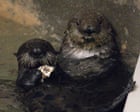 Mother knows best as sea otter adopts orphaned pup at California aquarium