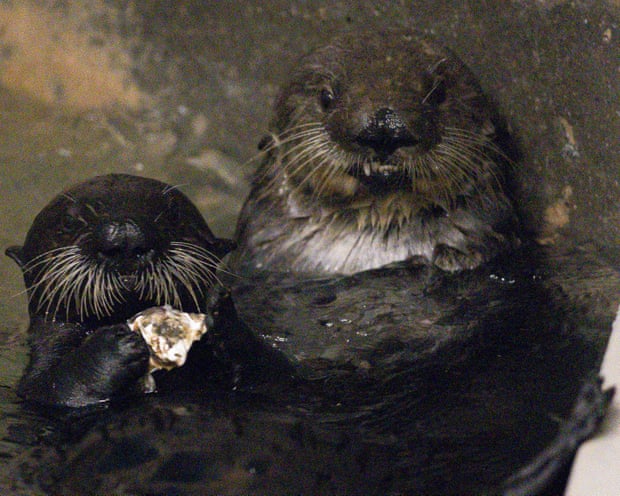 Sea otters