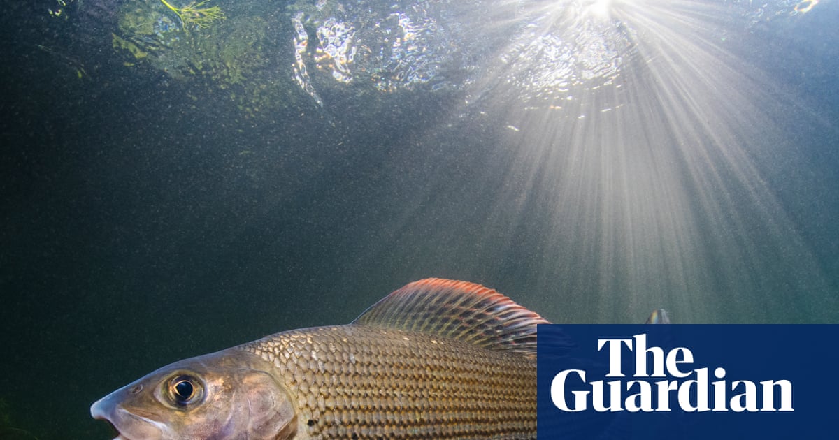 Fisher with a mission: first woman to chair grayling society wants to protect ‘lady of the stream’ Fisher with a mission: first woman to chair grayling society wants to protect ‘lady of the stream’