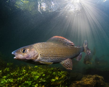 Fisher with a mission: first woman to chair Grayling Society wants to protect ‘lady of the stream’