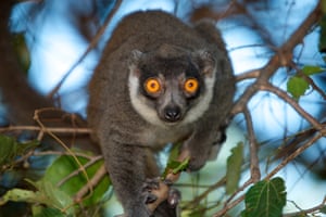 Lémur mangosta de Madagascar