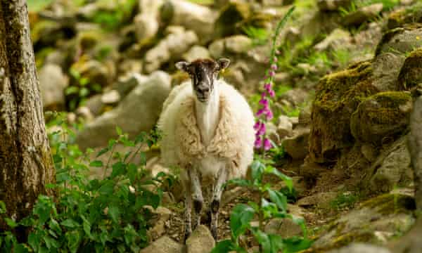 A sheep on Abergwesyn common