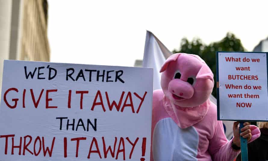اعتراض کشاورزان خوک به دلیل کمبود قصابی که منجر به کشتار اجباری می شود.