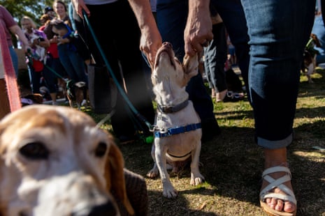 A volunteer feels a beagle’s ears at Beaglefest in North Carolina this past October.